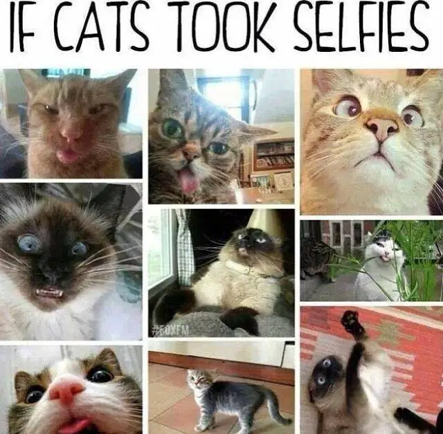 CAT SELFIES