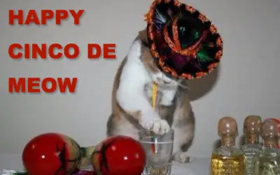 HAPPY CINCO DE MEOW!