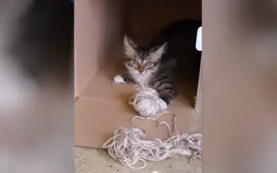 RALPHEE DISCOVERS BOX FUN