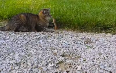 CHIPMUNK GETS REVENGE ON CAT