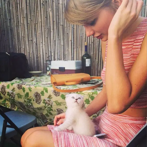 taylor swift kitten olivia benson