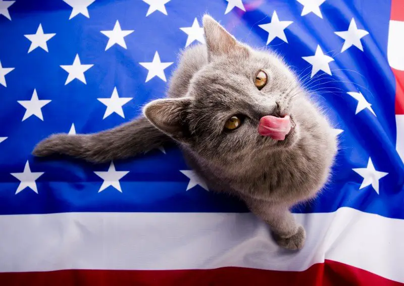 cat on July 4