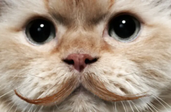 CAT MUSTACHE MONTAGE