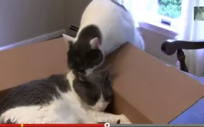 VIDEO: CAT LOVE BITES