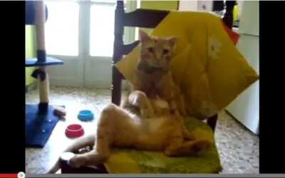 VIDEO: IL KIMINO THE CAT SITS LIKE A HUMAN