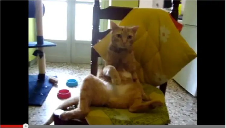 cat that sits like a human