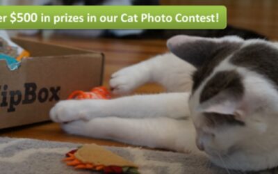 CAT PHOTO CONTEST