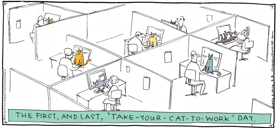 Bring your cat to work day