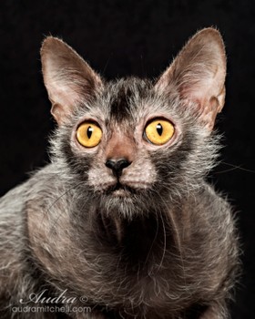 LYKOI CAT