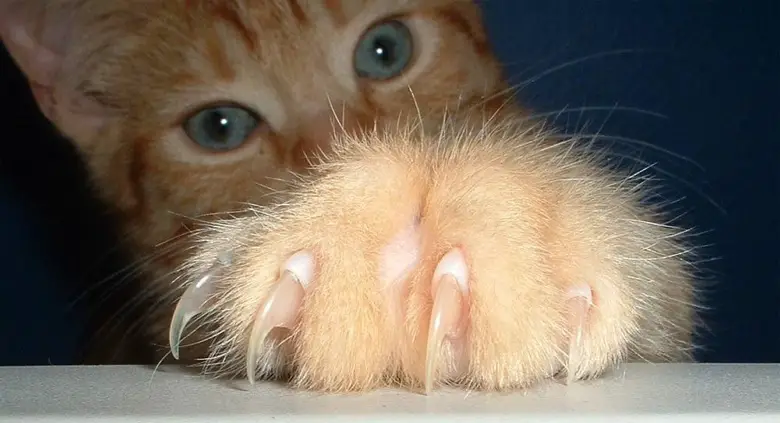 orange kitty with claws
