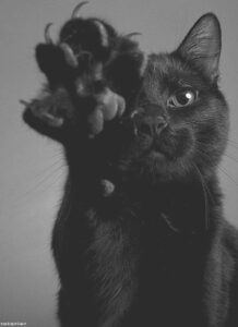 Black kitty raising its clawed paw