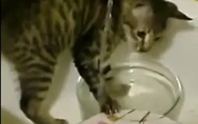 CAT WASHING DISHES VIDEO