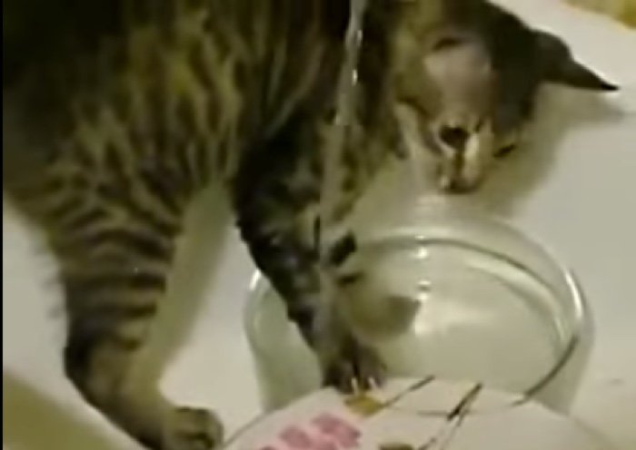CAT WASHING DISHES VIDEO
