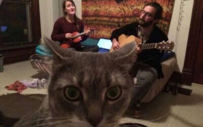 CATS TRAPPED IN FOLK MUSIC ENVIRONMENT