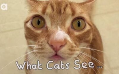 HOW CATS REALLY SEE THE WORLD