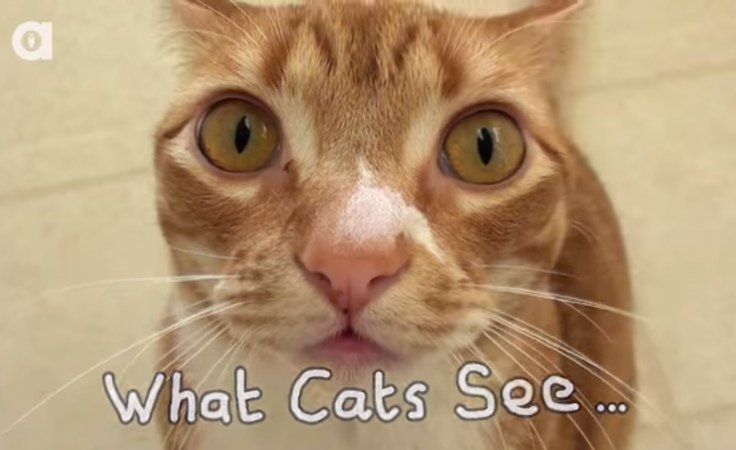 HOW CATS REALLY SEE THE WORLD