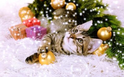 HOLIDAY SAFETY CHECKLIST FOR CATS
