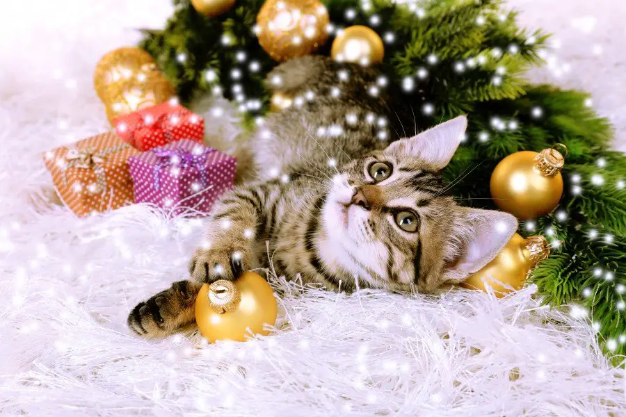 kitten with christmas decorations