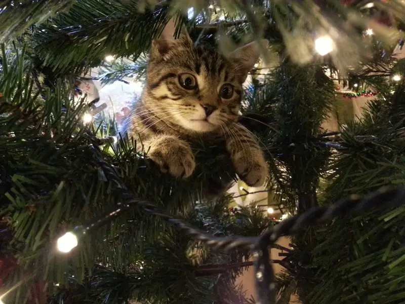 Kitty Hiding in Christmas Tree