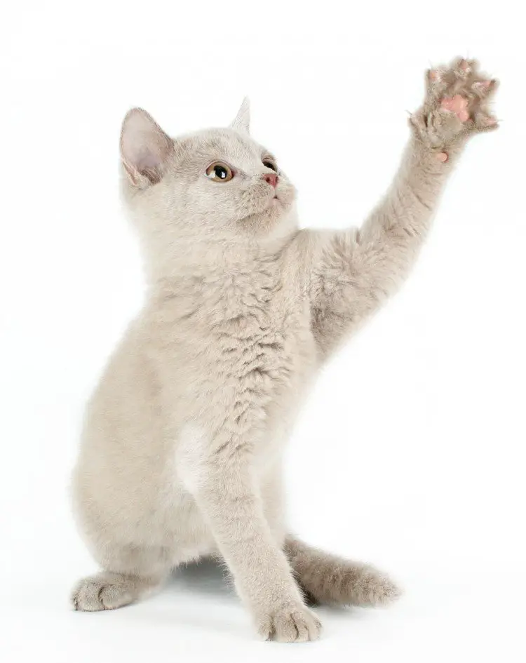 Cat Nail Trimming A Beginner's Guide The Catnip Times