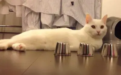 KIDO THE CAT PLAYING CUP GAME