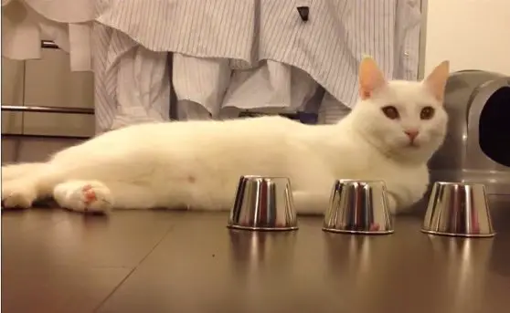 KIDO THE CAT PLAYING CUP GAME