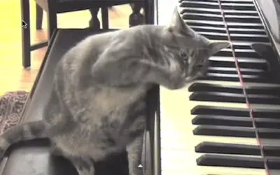 Nora The Piano Cat – The Original Catcerto