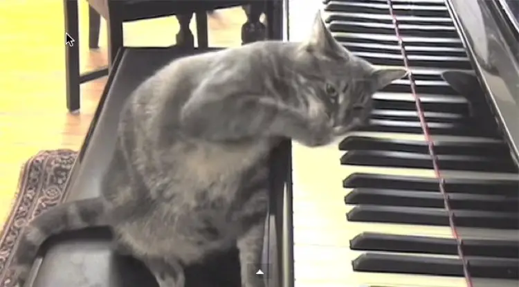 Nora the piano cat