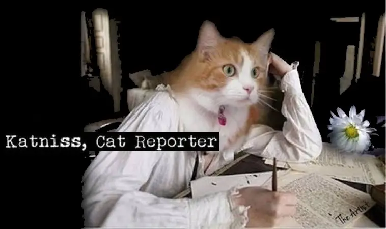 Katniss, Cat Reporter
