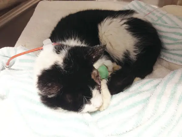 Bart is doing well after surgery. He is a miracle cat.