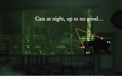 WHAT CATS DO AT NIGHT