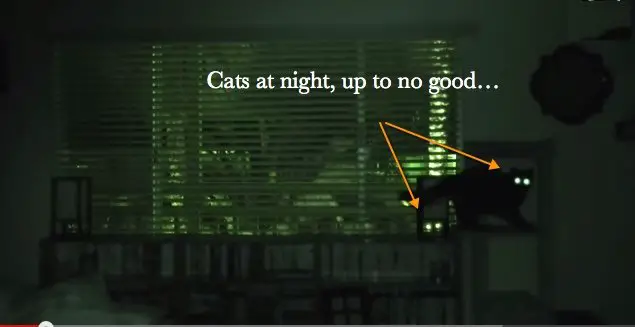 WHAT CATS DO AT NIGHT