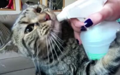 JOEY THE CAT DRINKS FROM A WATER BOTTLE