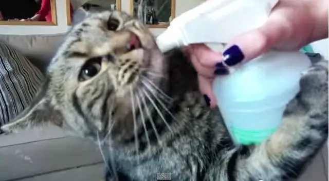 JOEY THE CAT DRINKS FROM A WATER BOTTLE