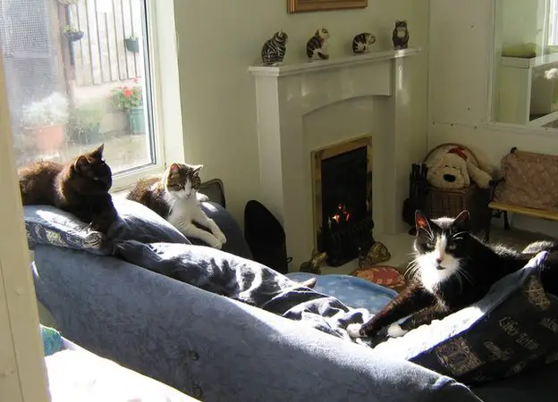 Lincolnshire Trust for Cats