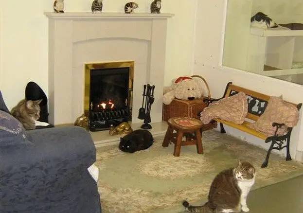 Retired cats relaxing near fireplace