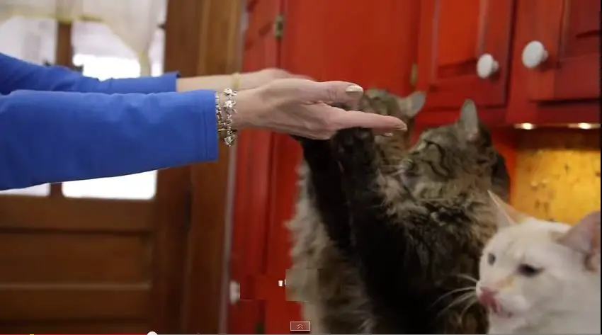 Cats can learn sign language