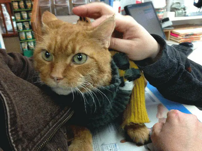 Tony the cat saved owner from a fire