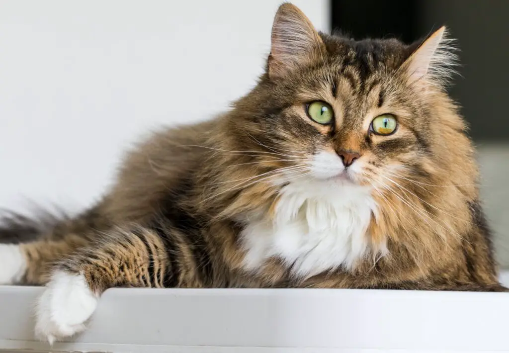 Siberian cat, furry, fluffy female