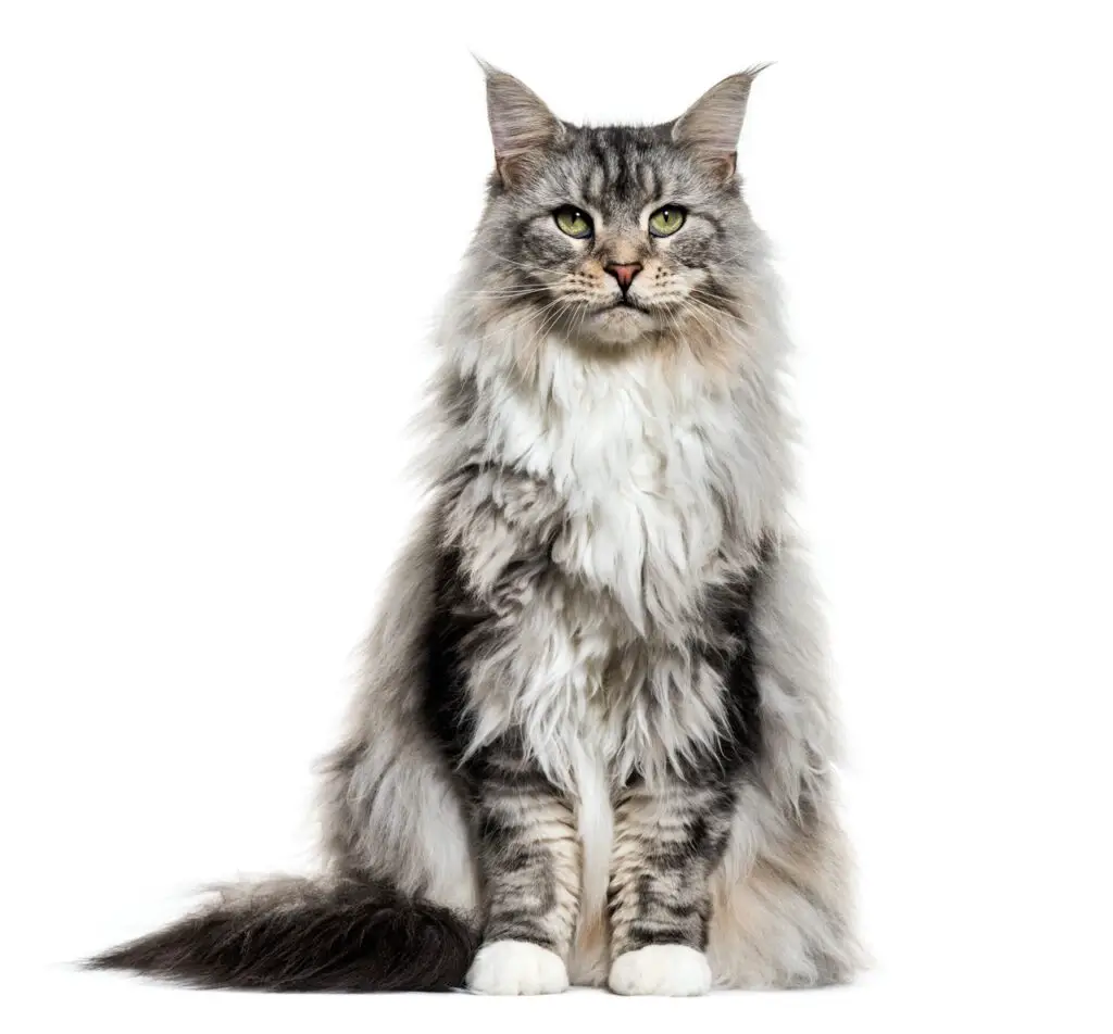 Main coon cat, sitting, isolated on white