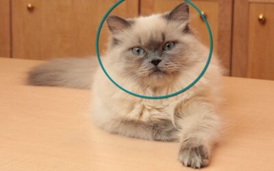 CAT’S FACE SHAPE REVEALS PERSONALITY