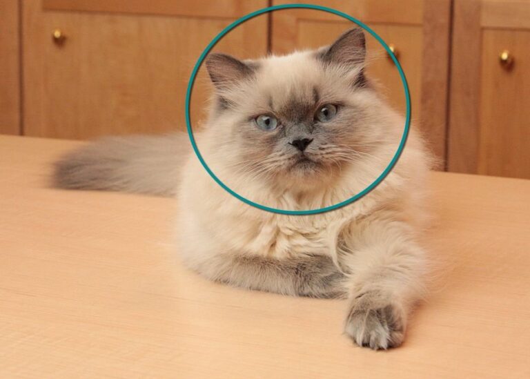 CAT'S FACE SHAPE REVEALS PERSONALITY The Catnip Times