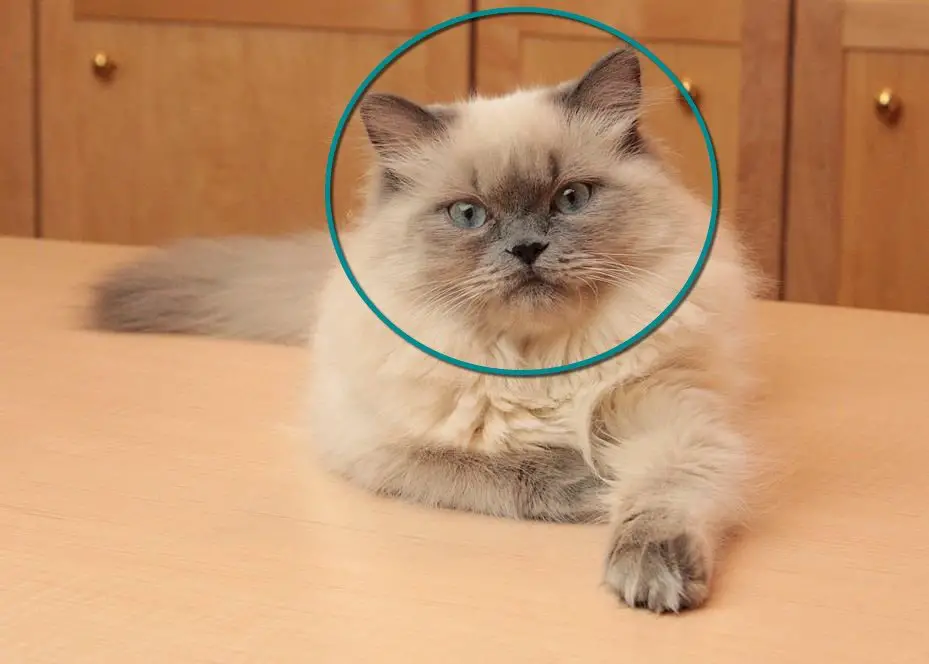 Cat face in round shape