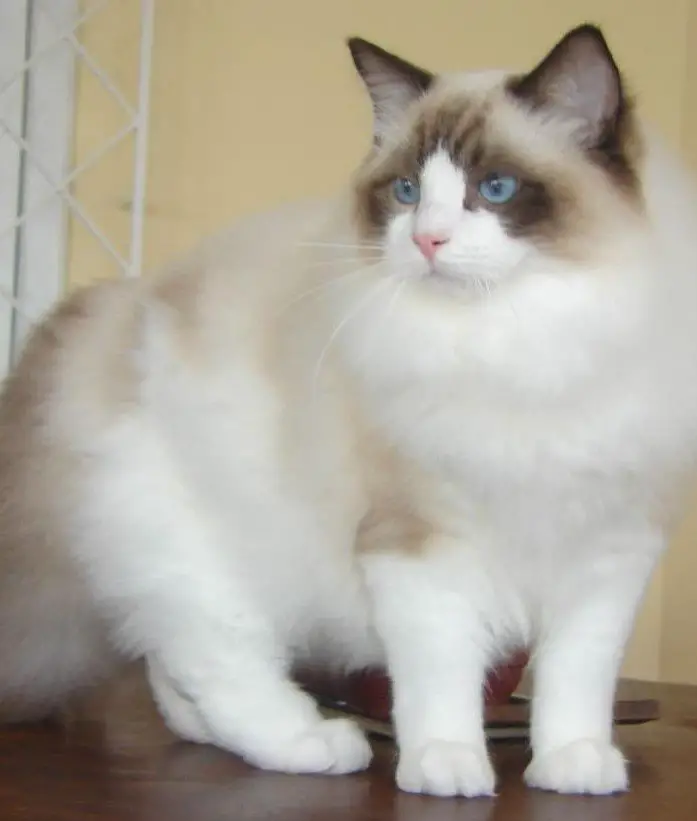 Ragdolls are loyal, affectionate cats