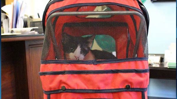 Bart receives a new red stroller to cruise around in