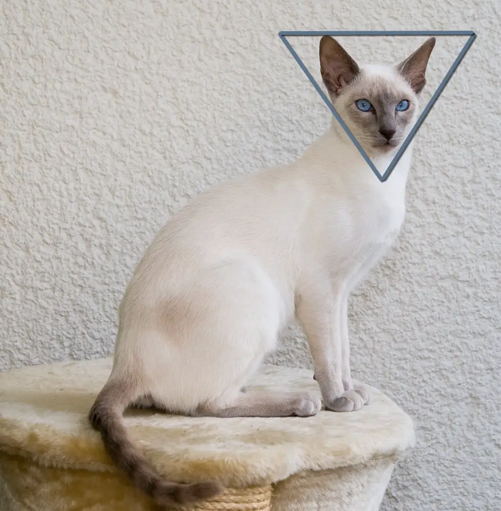 Siamese cats have triangle faces