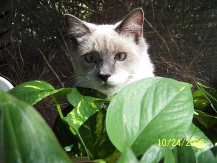 Charlie playing outside