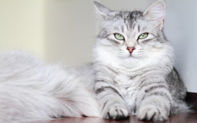 FIVE FLUFFIEST CAT BREEDS