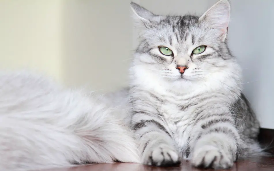 Siberian cat is a fluffy, long-haired cat