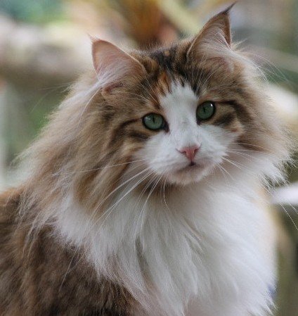 Norwegian Forest Cats are fluffy